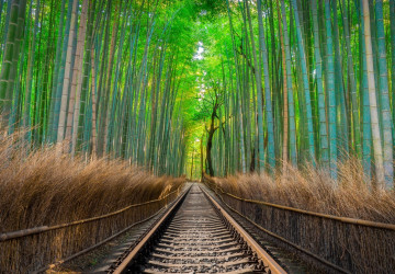 bambu ormanın içerisinde tren…